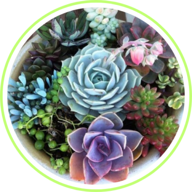 Succulent plants