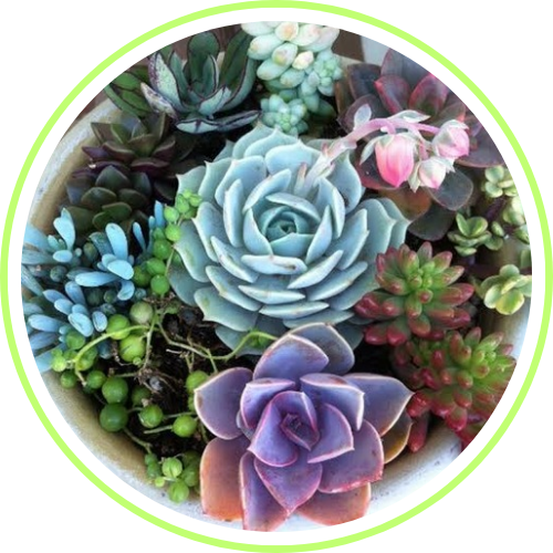 Succulent plants