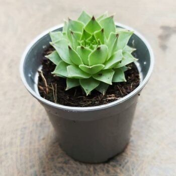 Common houseleek plant ( succulent plants)