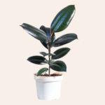 Rubber Plant in White Pot – Low Maintenance Indoor Plant for Home & Office by Plantsfy