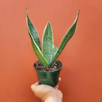 Snake Plant in Green Pot – Best Air Purifying Indoor Plant