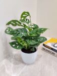 Monstera Plant (Swiss Cheese Plant) – Air Purifying Indoor Plant for Home & Office Décor