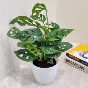 Monstera Plant (Swiss Cheese Plant) – Air Purifying Indoor Plant for Home & Office Décor