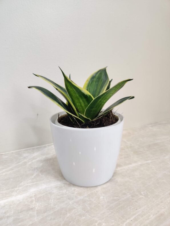 Snake Plant (Sansevieria) – Best Air Purifying Indoor Plant for Home & Bedroom - Image 2