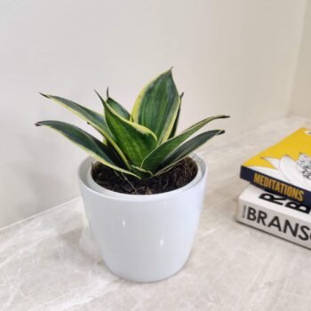 Snake Plant (Sansevieria) – Best Air Purifying Indoor Plant for Home & Bedroom