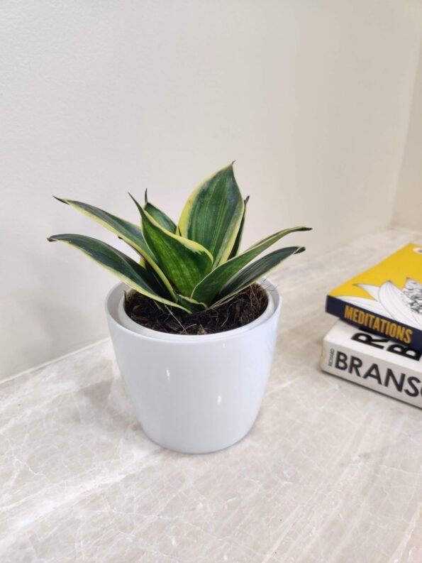 Snake Plant (Sansevieria) – Best Air Purifying Indoor Plant for Home & Bedroom