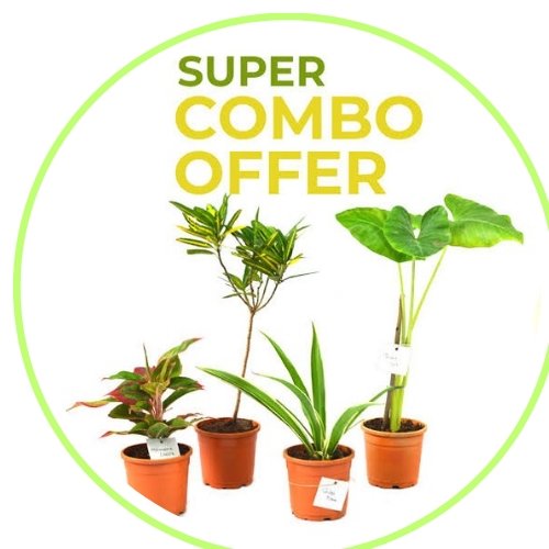 Combo Offers