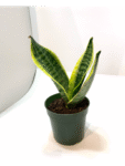 Snake Plant (Golden Variegated) – Best Air Purifying Indoor Plant | Low Maintenance | Perfect for Home & Office
