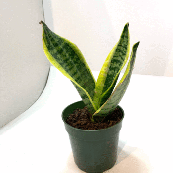 Snake Plant (Golden Variegated) – Best Air Purifying Indoor Plant | Low Maintenance | Perfect for Home & Office